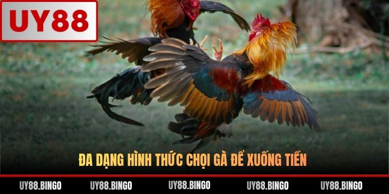 Đá Gà UY88 - Trải Nghiệm Cá Cược Gà Chọi Đỉnh Cao Top 1 ĐNA - ro77.pw